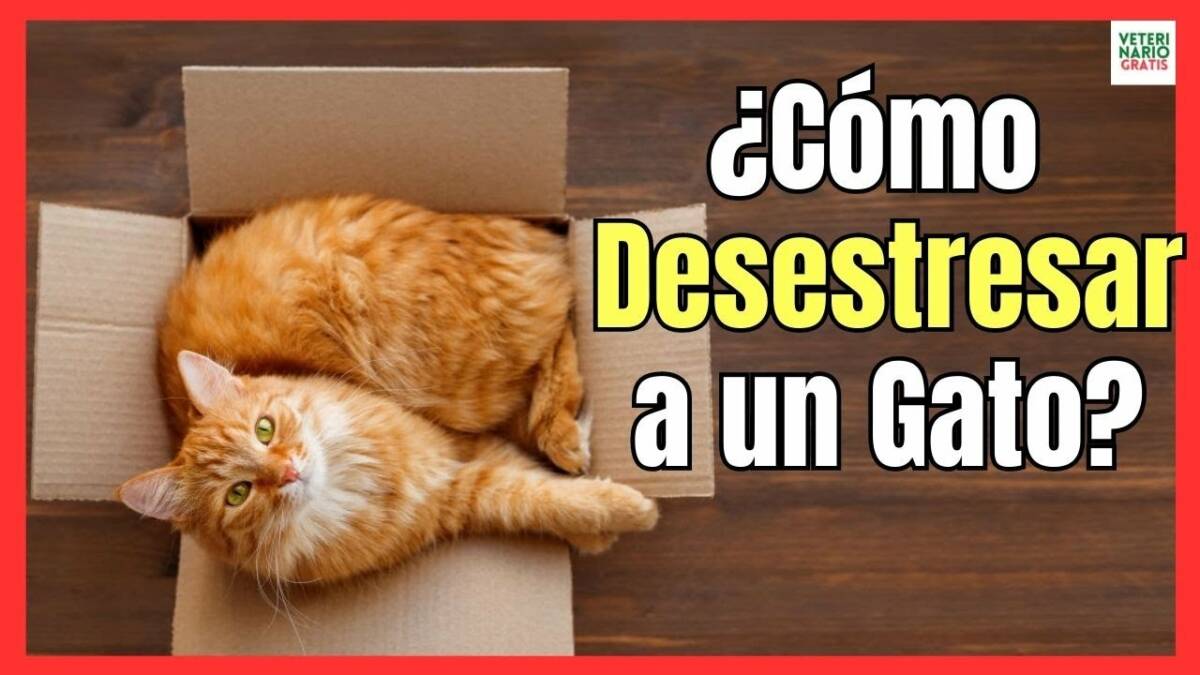 ¿CÓMO DESESTRESAR A UN GATO CON ANSIEDAD?