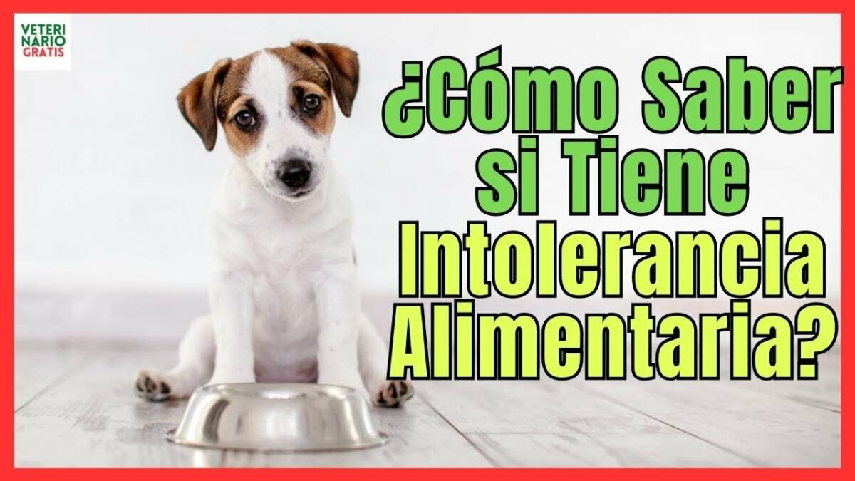 ¿CÓMO SABER QUE MI PERRO TIENE INTOLERANCIA ALIMENTARIA AL GLUTEN? SIGNOS Y SÍNTOMAS