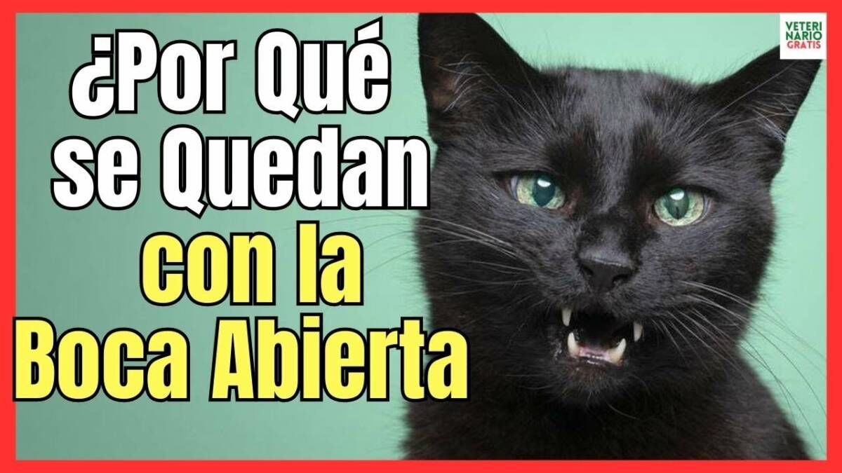 ¿PORQUE MI GATO TIENE LA BOCA ABIERTA Y BABEA MUCHO?