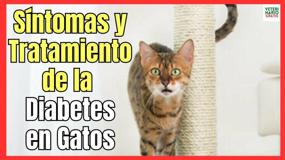 SÍNTOMAS Y TRATAMIENTO DE LA DIABETES EN GATOS