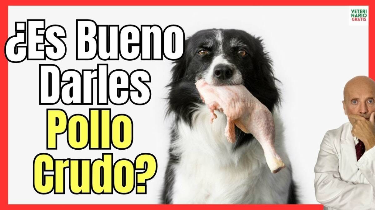 ¿LOS PERROS PUEDEN COMER POLLO CRUDO? ¿ES BUENO O MALO?