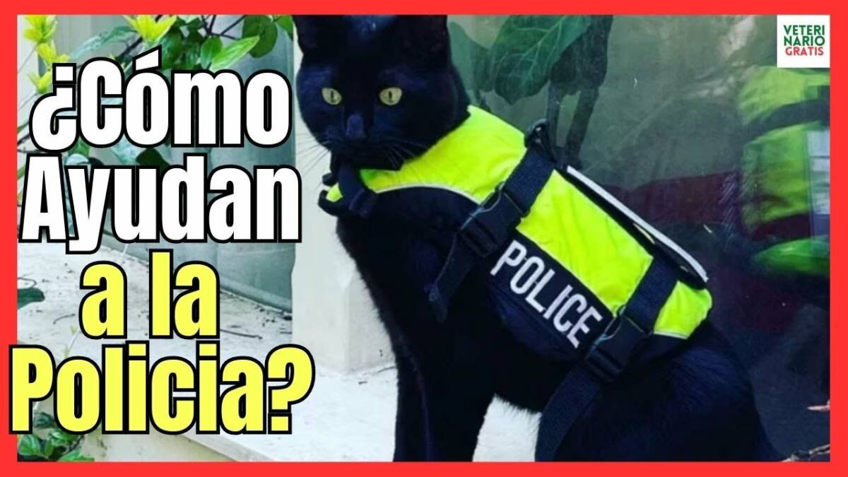 ¿SABES CÓMO AYUDAN LOS GATOS A LOS POLICÍAS?