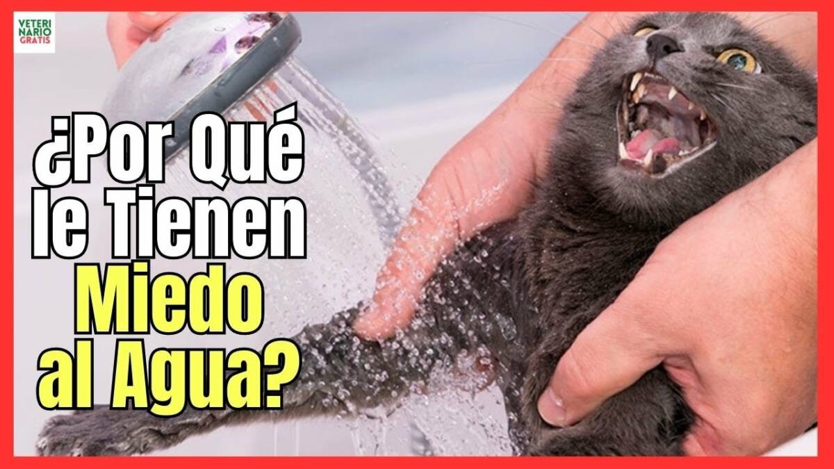 ¿PORQUÉ LOS GATOS LE TIENEN MIEDO AL AGUA?