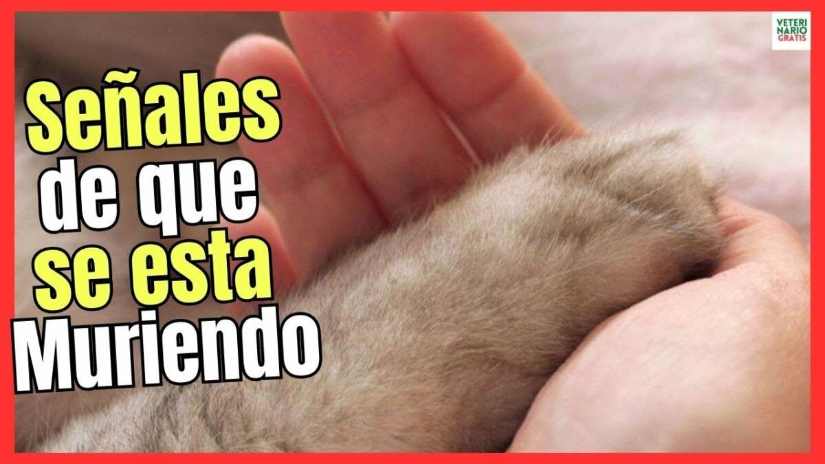 ¿QUÉ HACE UN GATO ANTES DE MORIR? SÍNTOMAS DE QUE UN GATO SE ESTÁ MURIENDO