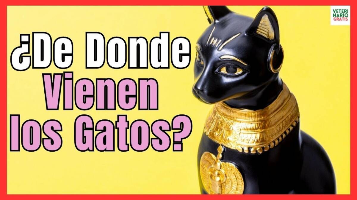 ¿DE DÓNDE VIENEN LOS GATOS? ¿CUAL ES EL ORIGEN DEL GATO DOMÉSTICO ACTÚAL?