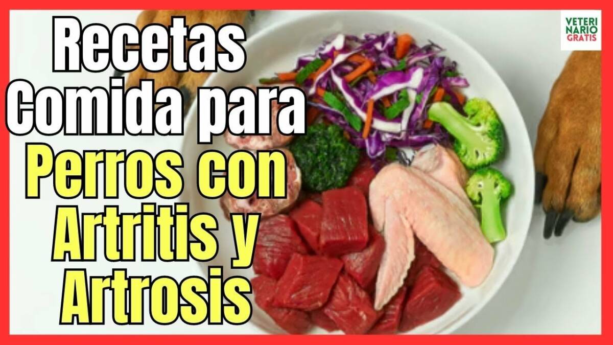 RECETAS DE COMIDA CASERA PARA PERROS CON ARTRITIS Y ARTROSIS CON CONDROPROTECTORES NATURALES