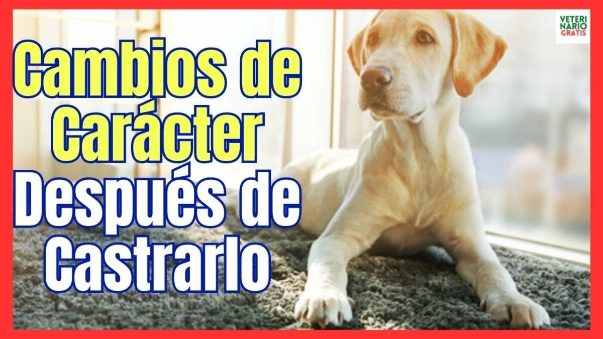 CAMBIOS EN UN PERRO DESPUÉS DE CASTRARLO CUANDO SE NOTAN LOS EFECTOS DE CASTRAR A UN PERRO