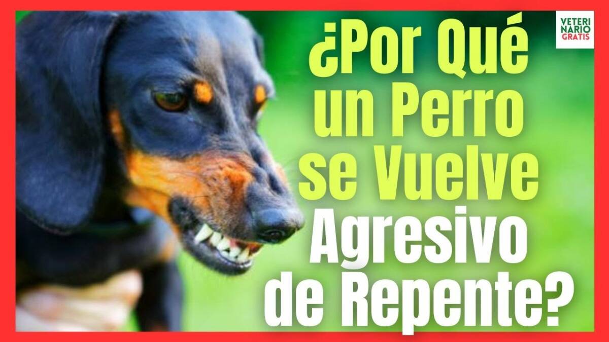 ¿PORQUE UN PERRO SE VUELVE AGRESIVO DE REPENTE? 8 RAZONES