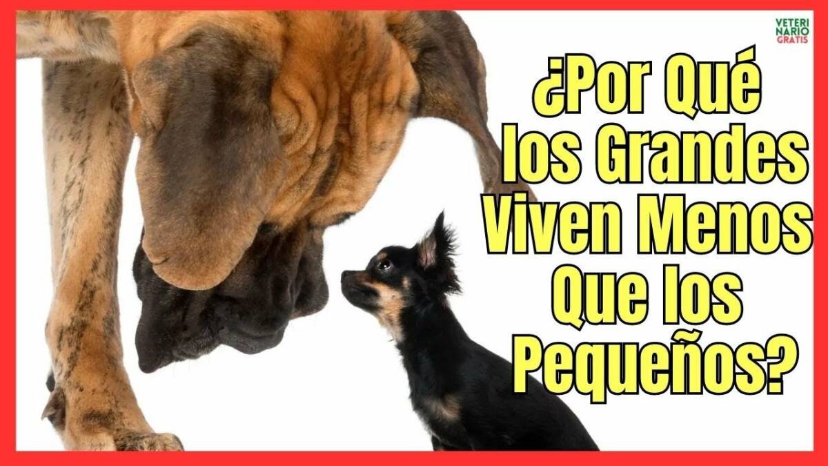 ¿PORQUÉ LOS PERROS DE RAZA GRANDE VIVEN MENOS QUE LOS DE RAZA PEQUEÑA?