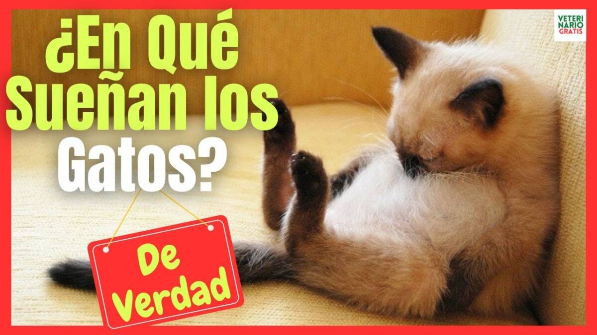 ¿CÓMO ES EL SUEÑO DE LOS GATOS? ¿QUÉ SUEÑAN?