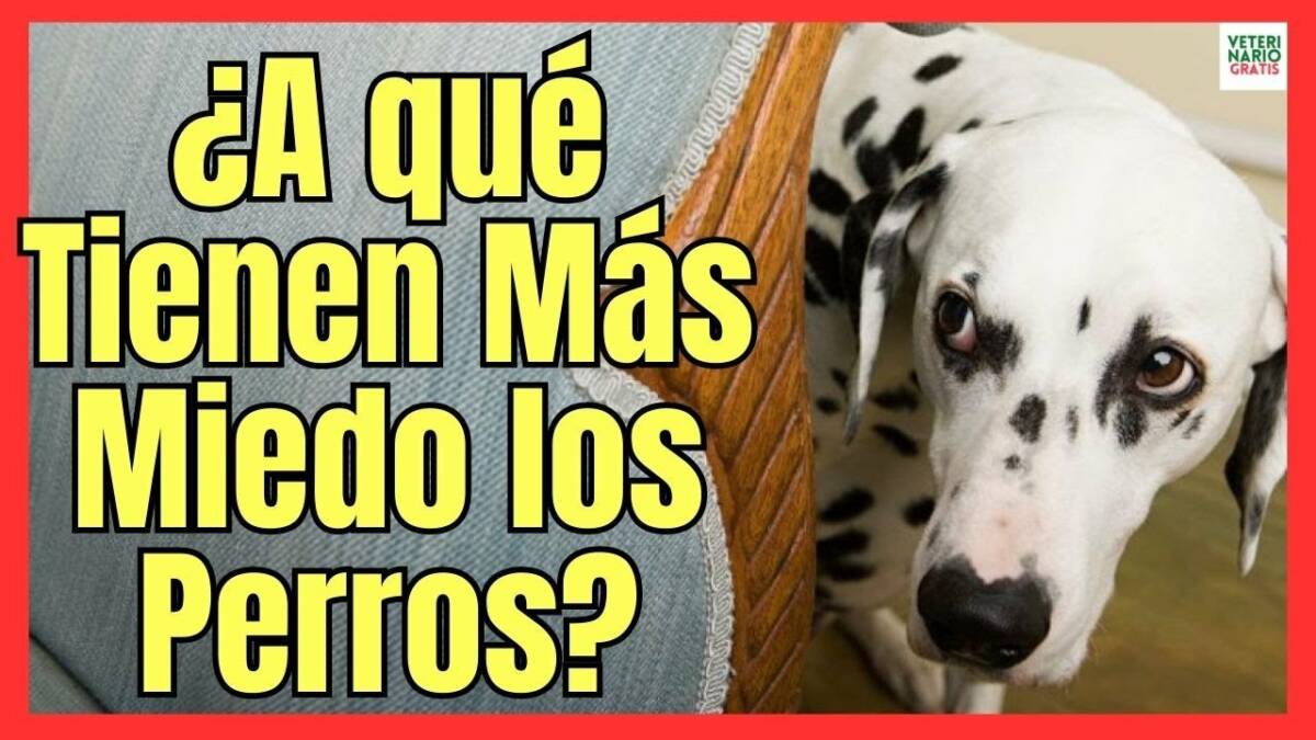 ¿A QUE TIENEN MÁS MIEDO LOS PERROS? CONSEJOS PARA TRATAR LOS MIEDOS MÁS COMUNES