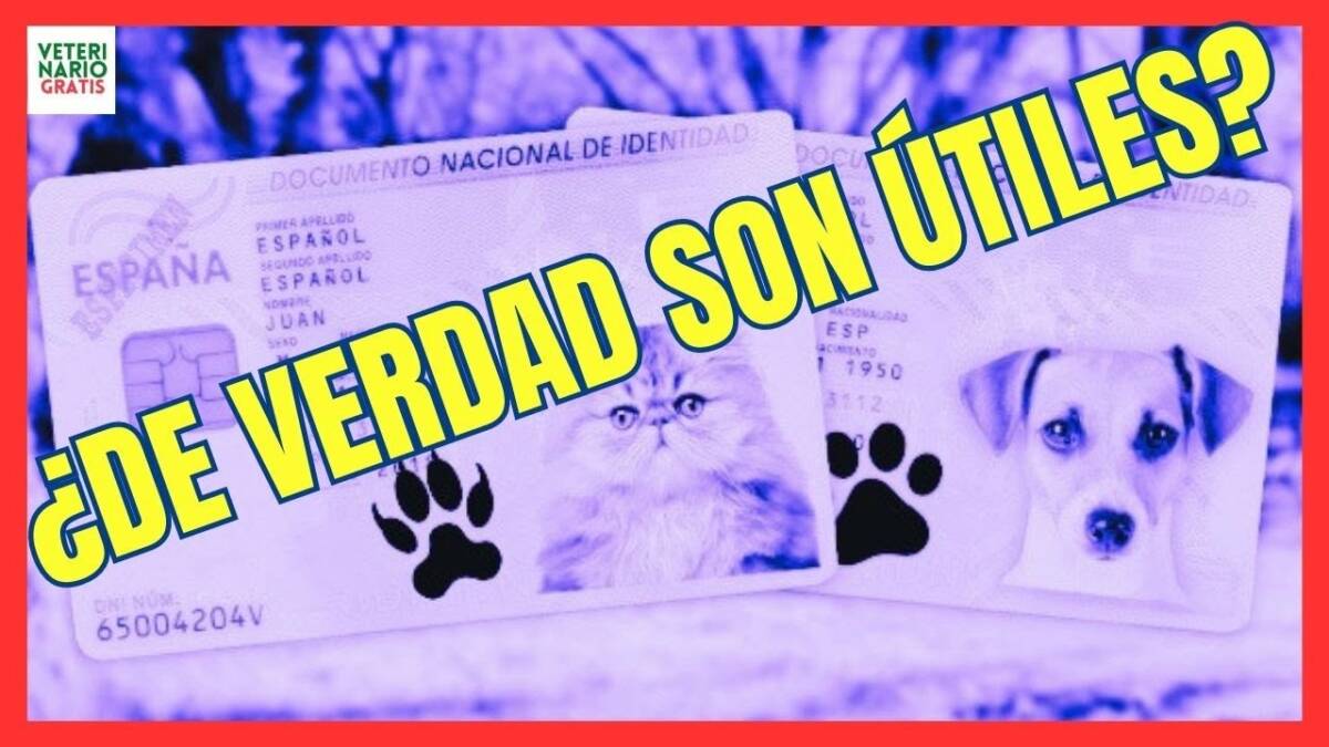 ¿SIRVE DE ALGO EL DNI OBLIGATORIO DE LA LEY DE BIENESTAR ANIMAL DE ESPAÑA 2023?