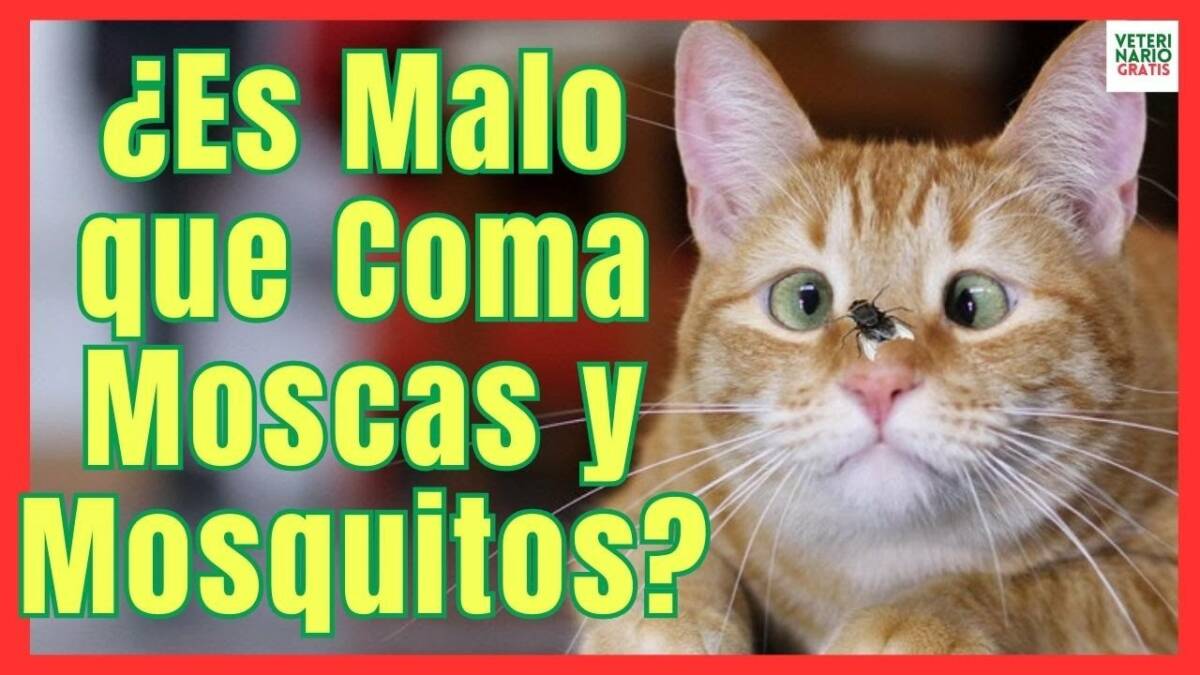 ¿PORQUE LOS GATOS COMEN MOSCAS Y MOSQUITOS? ¿ES MALO O NO?