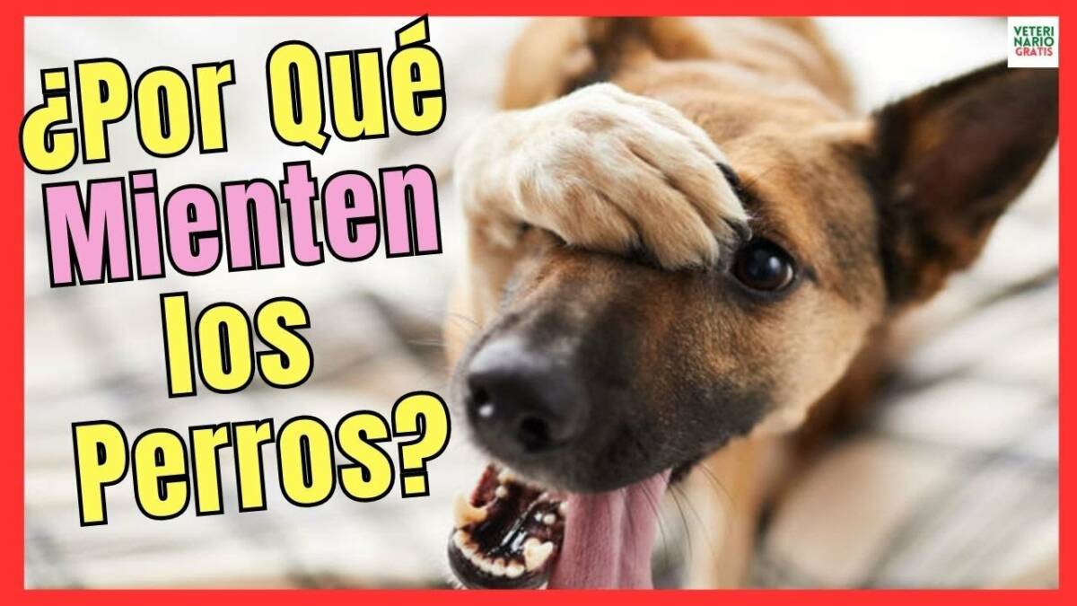 ¿PORQUE MIENTEN LOS PERROS A SUS DUEÑOS?