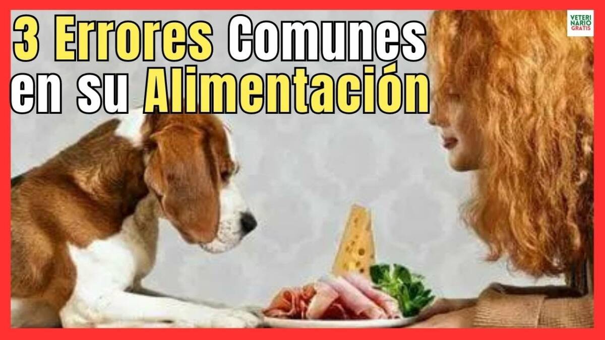 3 ERRORES COMUNES EN LA ALIMENTACIÓN DE LOS PERROS