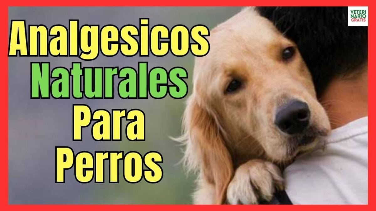 ANÁLGESICOS NATURALES QUE LE PUEDO DAR A MI PERRO PARA EL DOLOR