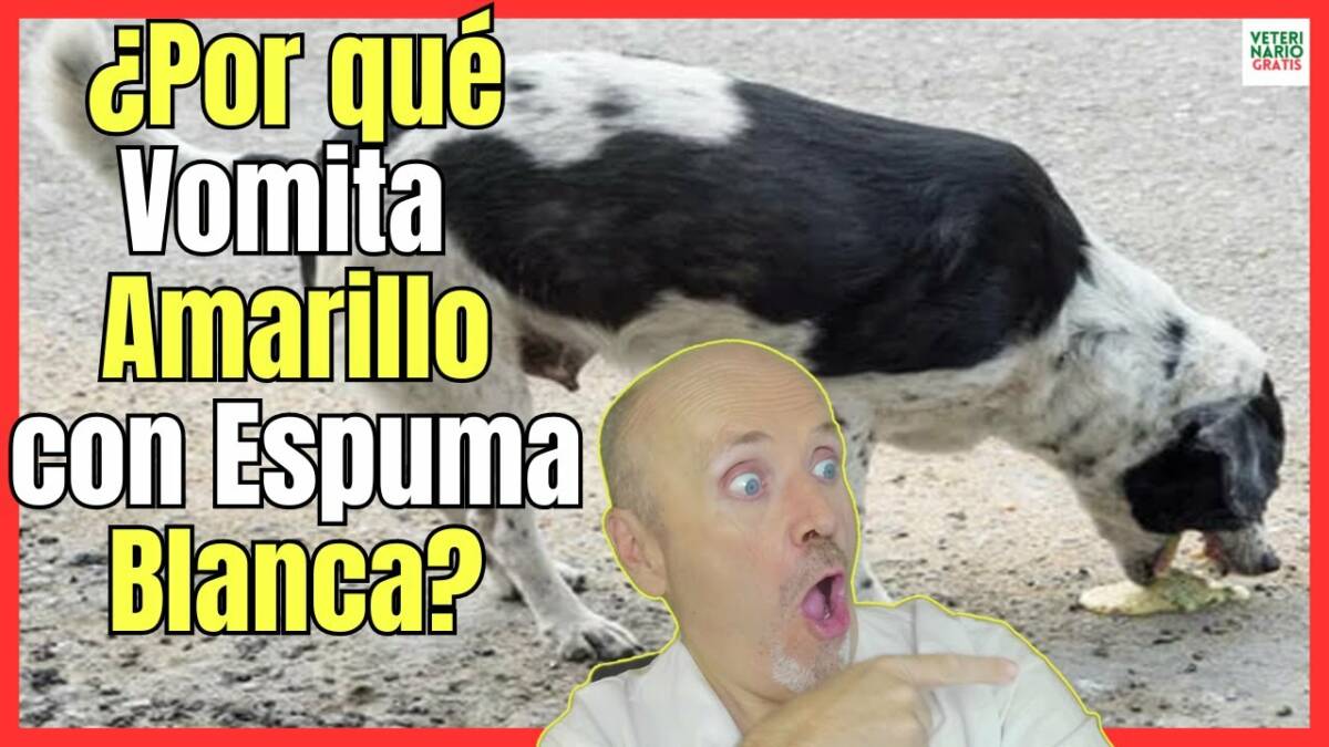 ¿PORQUE MI PERRO VOMITA AMARILLO CON ESPUMA BLANCA?