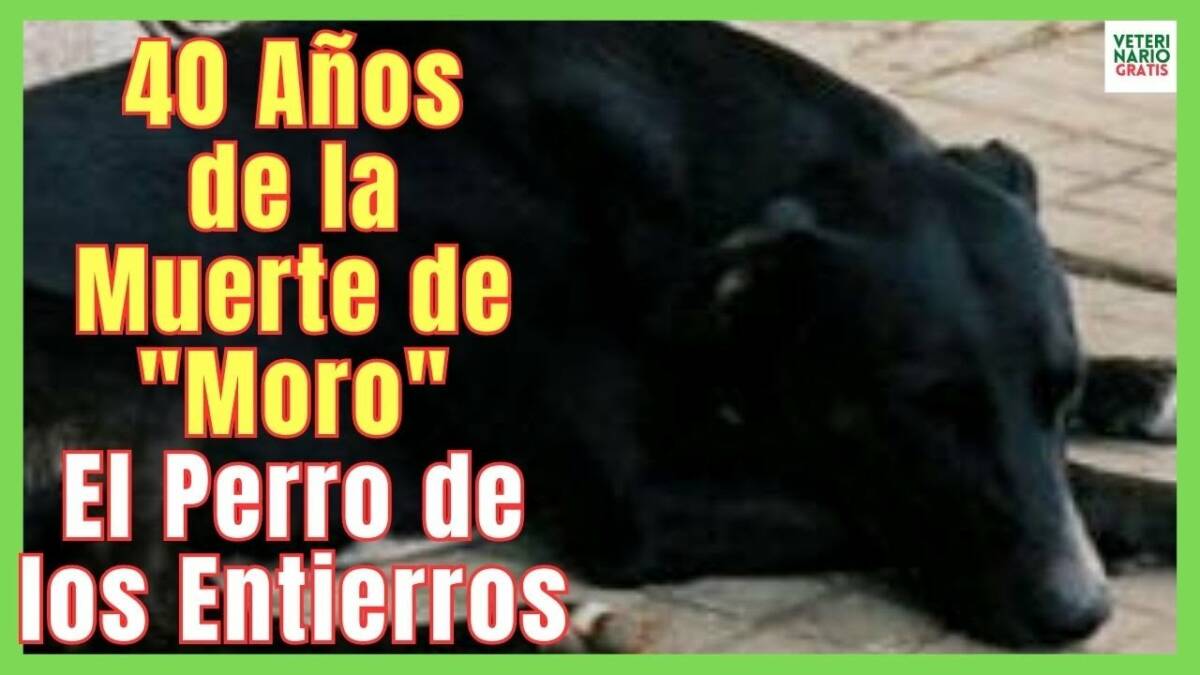 LA HISTORIA DEL PERRO MORO EL PERRO DE LOS ENTIERROS DE FERNAN NUÑEZ