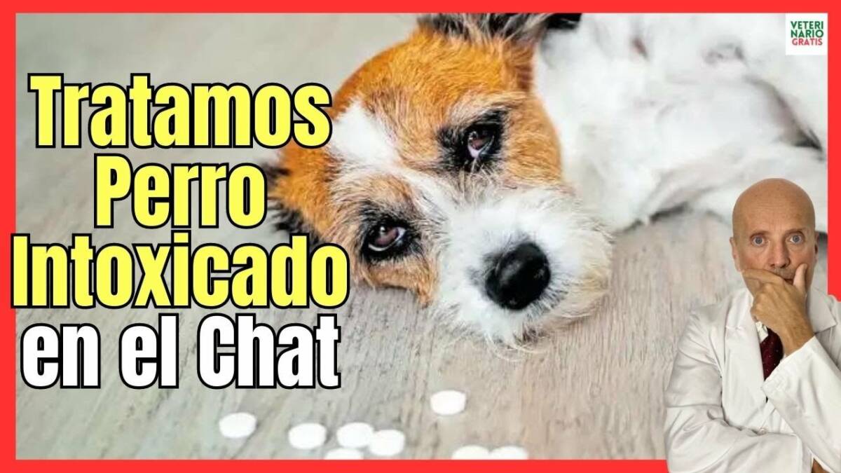 TRATAMIENTO PERRO INTOXICADO EN EL VÍDEO CHAT VETERINARIO ONLINE