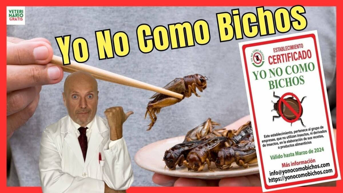 TU DECIDES COMER O NO COMER INSECTOS CONOCE YO NO COMO BICHOS