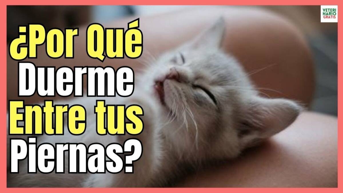 ¿PORQUE MI GATO DUERME ENTRE MIS PIERNAS?