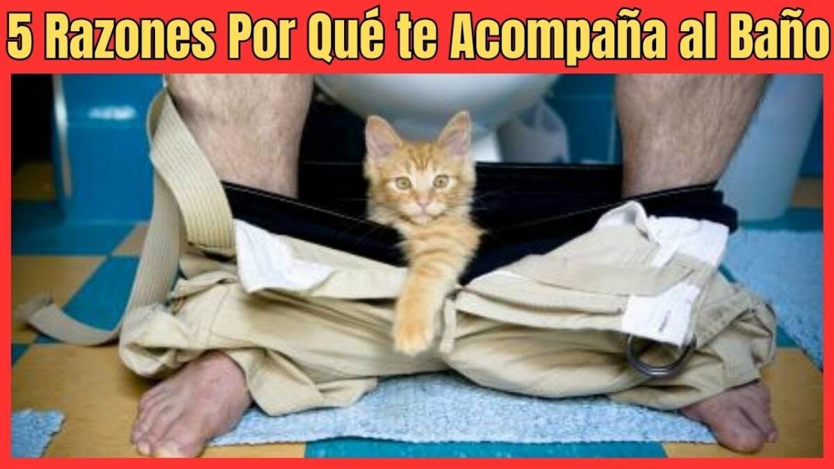 5 RAZONES PORQUE MI GATO ME ACOMPAÑA AL BAÑO