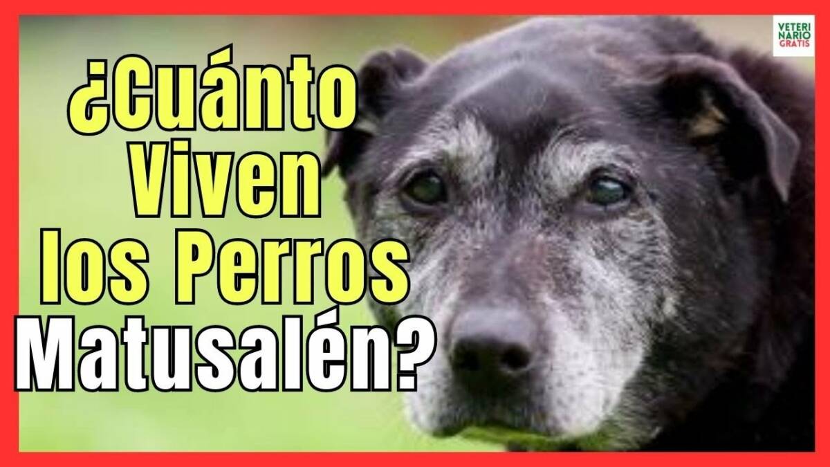 ¿CÚANTO TIEMPO VIVEN LOS PERROS MATUSALEN?