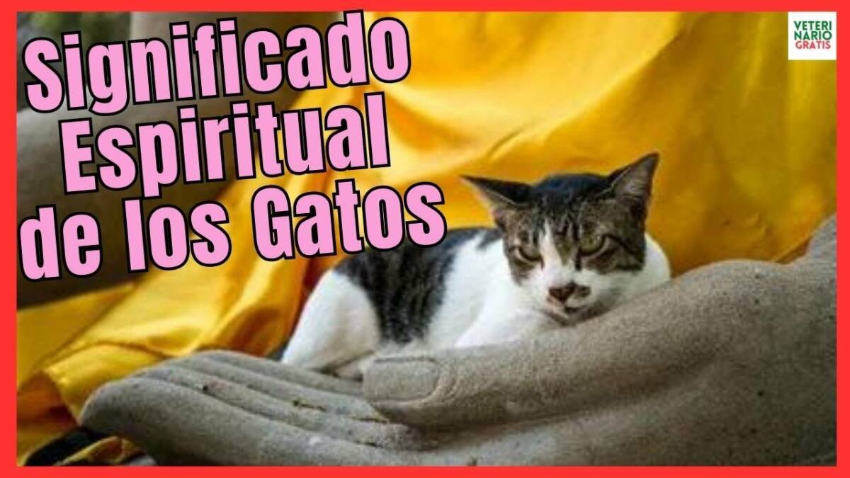 SIGNIFICADO ESPIRITUAL DEL GATO LA HISTORIA DE BUDA Y LOS GATOS