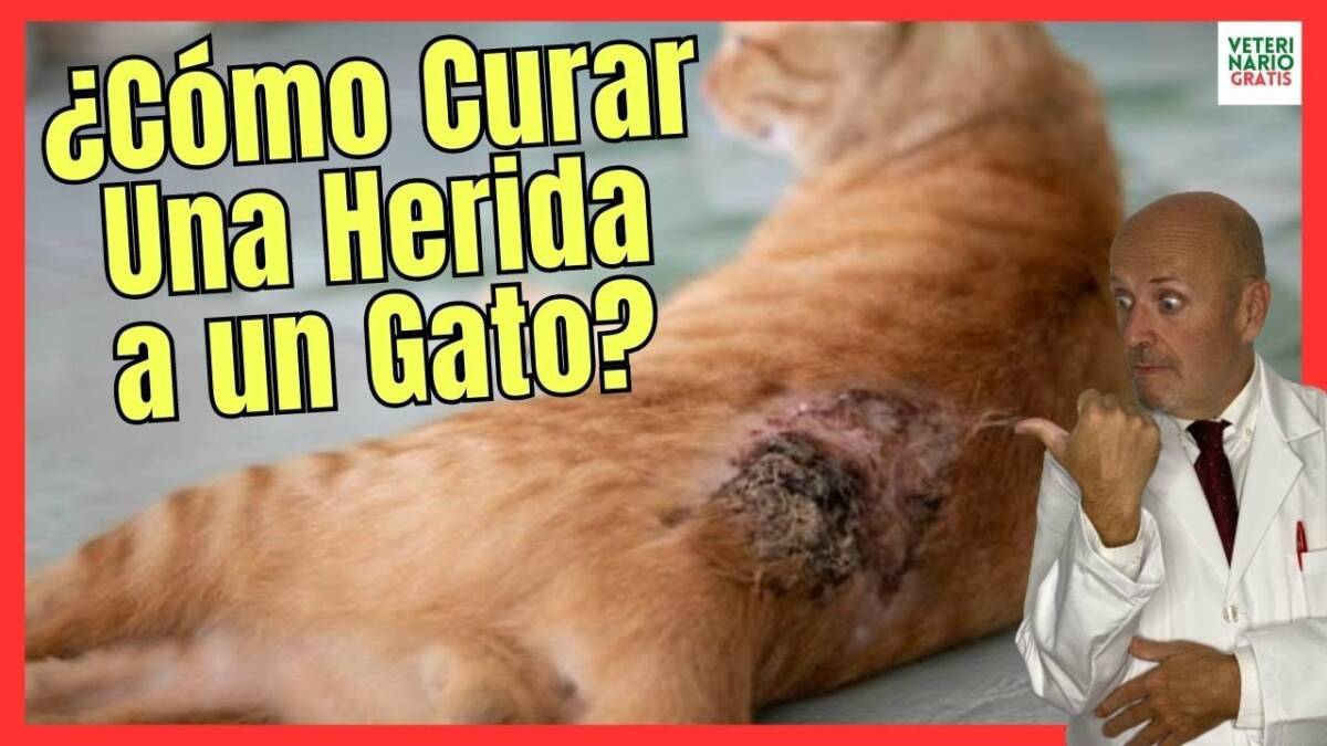 ¿CÓMO CURAR UNA HERIDA A UN GATO HERIDO EN CASA?