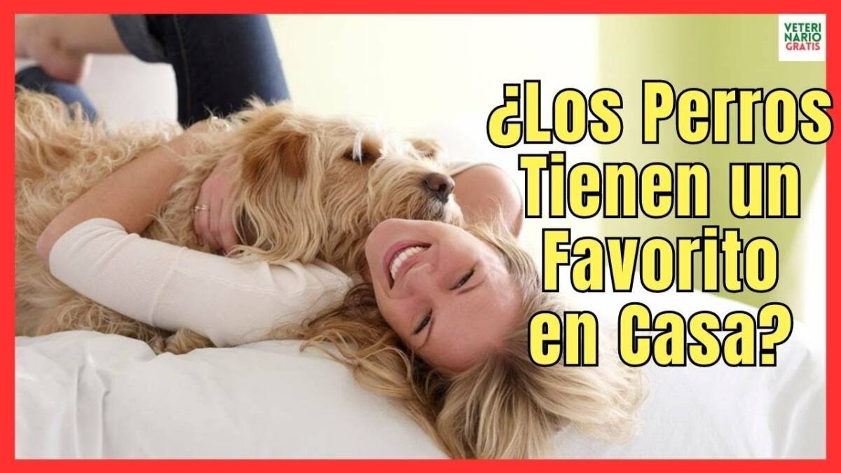 ¿LOS PERROS TIENEN UN FAVORITO EN CASA?