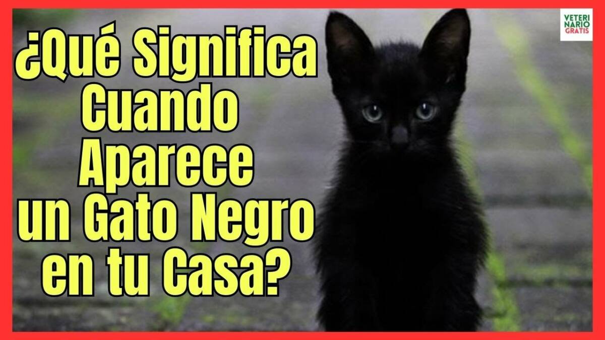 ¿QUE SIGNIFICA CUANDO APARECE UN GATO NEGRO EN TU CASA?