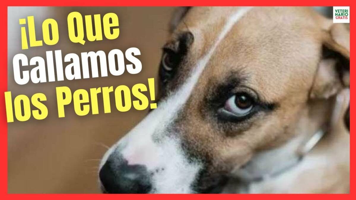 LO QUE CALLAMOS LOS PERROS 8 COSAS QUE TU PERRO SABE DE TI Y SE CALLA