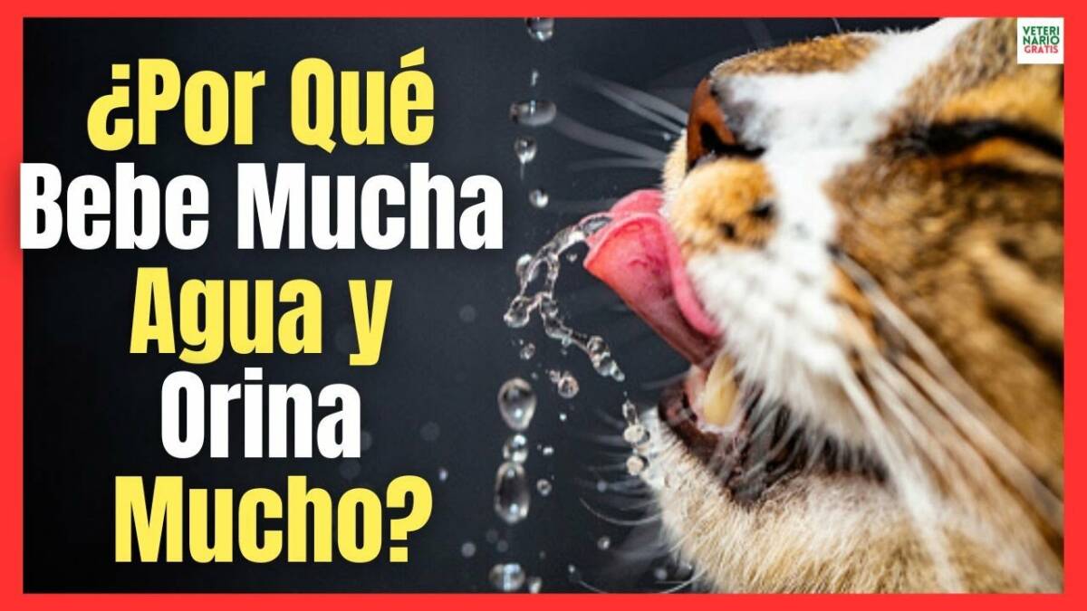 ¿Porque mi gato bebe mucha agua y orina mucho?