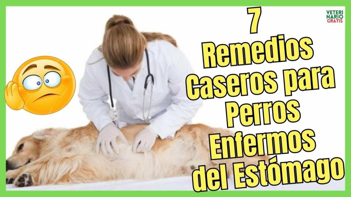 7 REMEDIOS CASEROS PARA PERROS ENFERMOS DEL ESTÓMAGO