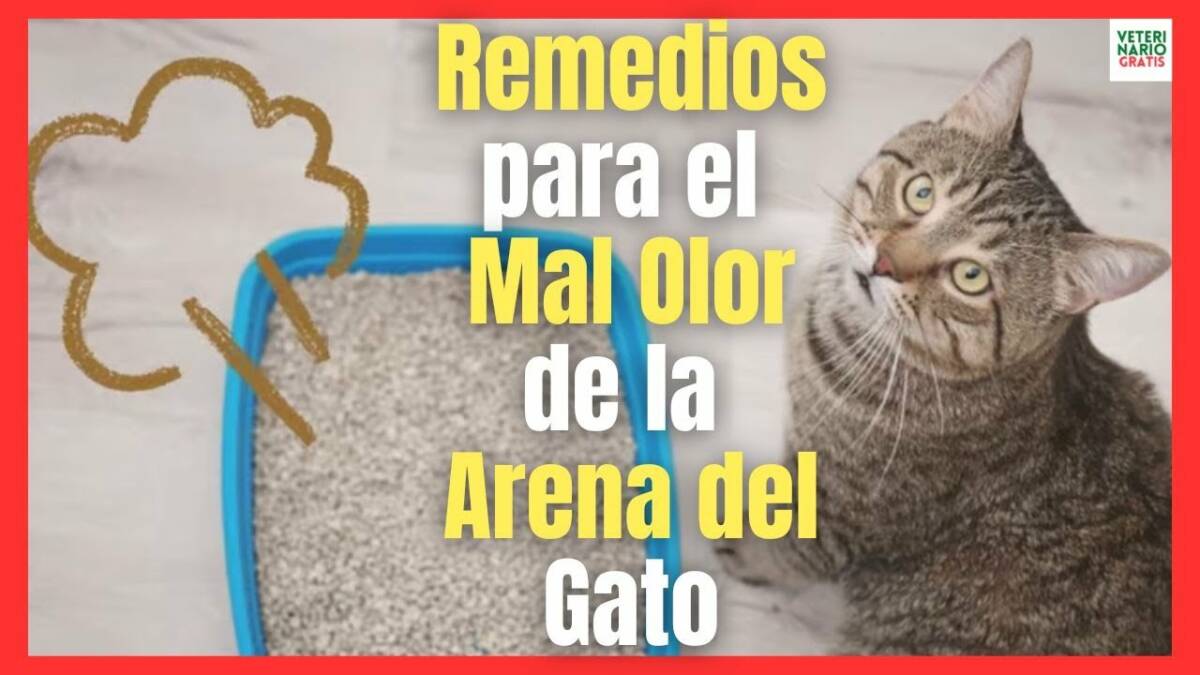 COMO QUITAR EL MAL OLOR DE LA ARENA DEL GATO CON REMEDIOS CASEROS