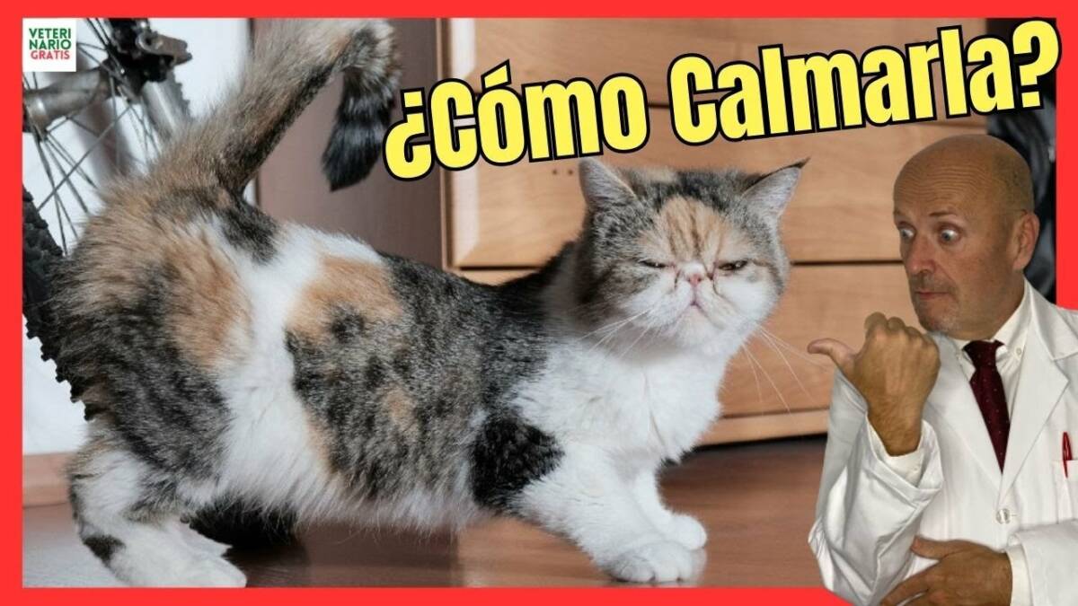 ¿CÓMO CALMAR A UNA GATA QUE ESTÁ EN CELO?