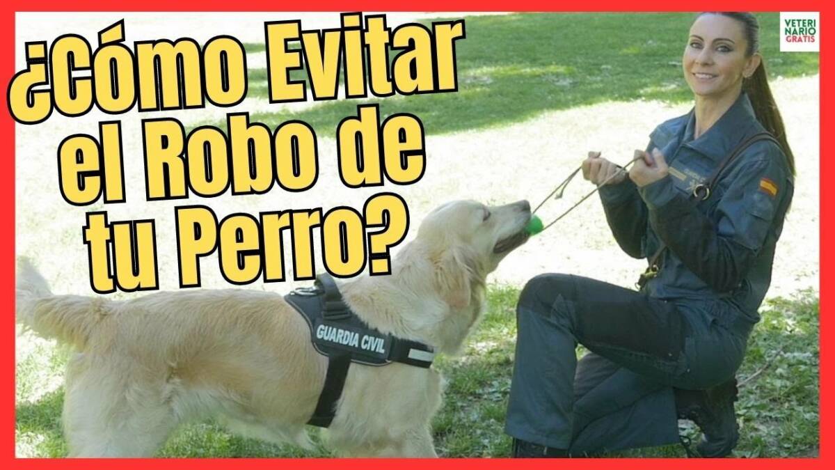 ¿CÓMO EVITAR EL ROBO O SECUESTRO DE PERROS?