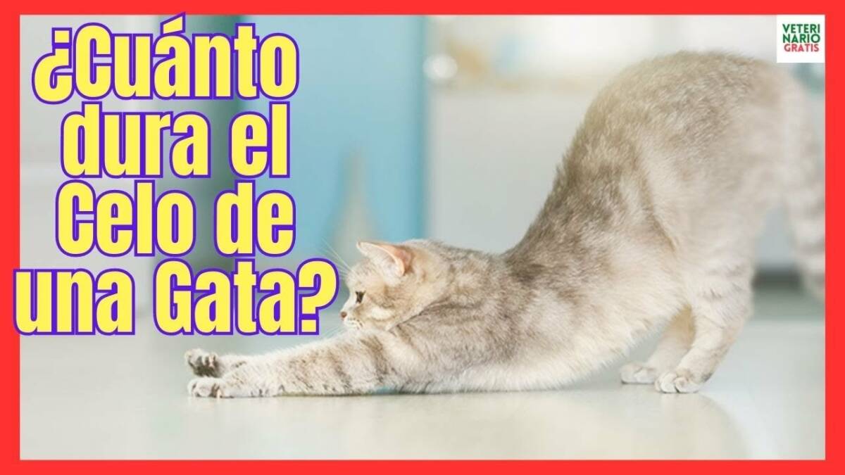 ¿CUANTO DURA EL CELO DE UNA GATA?