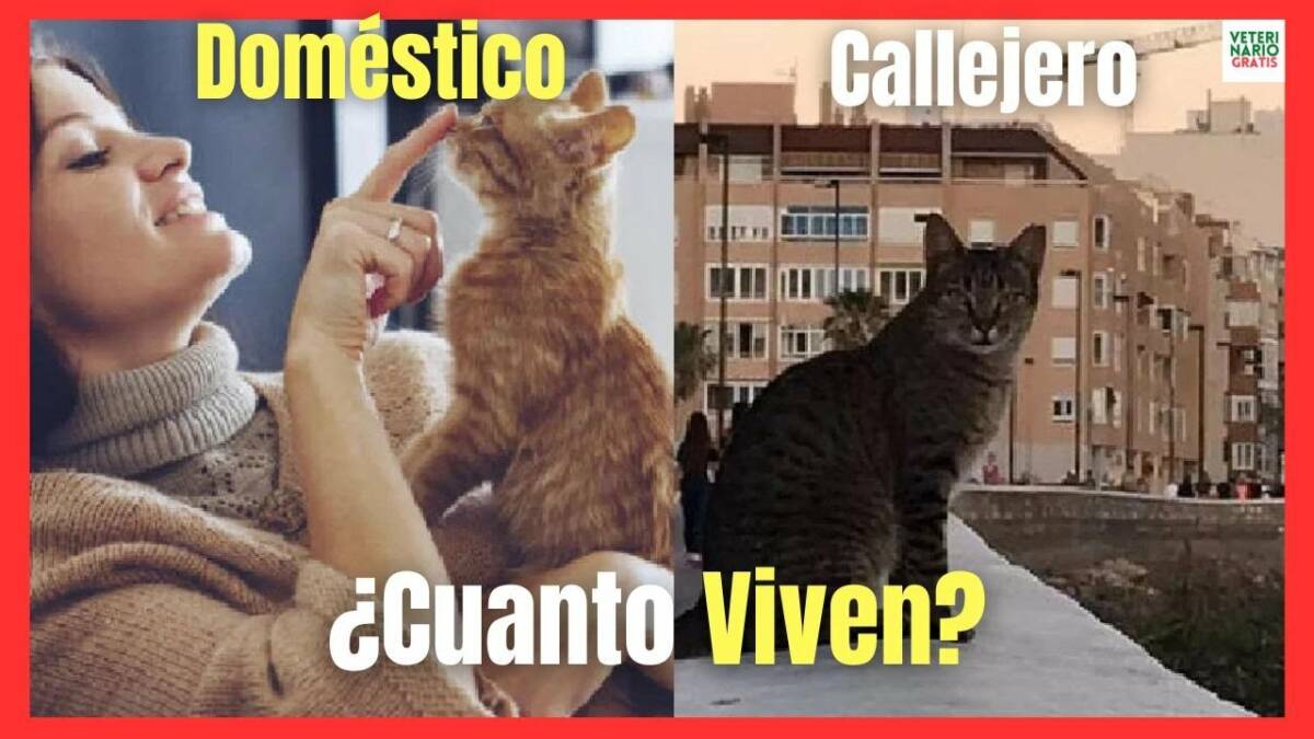 ¿CUÁNTO VIVE UN GATO DOMÉSTICO O CALLEJERO? ¿CUÁNTOS AÑOS VIVEN LOS GATOS?