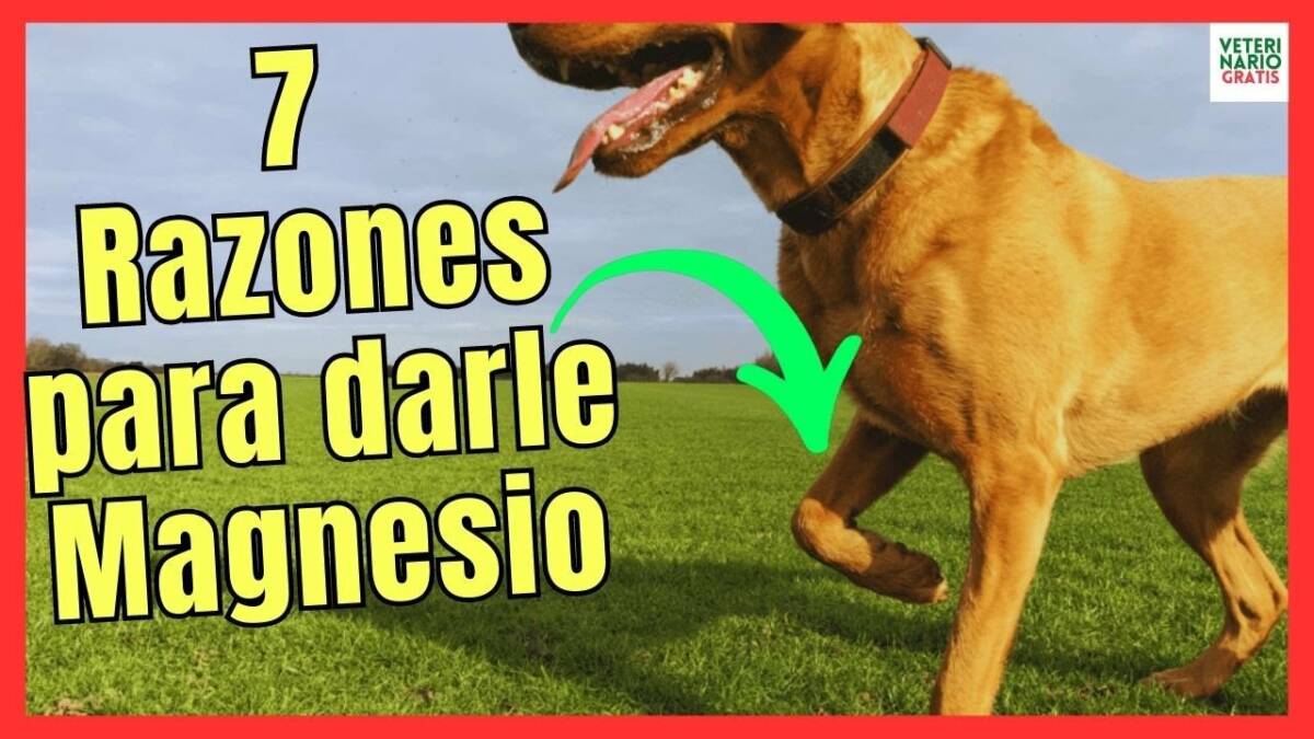 7 RAZONES PARA DAR CLORURO DE MAGNESIO EN PERROS