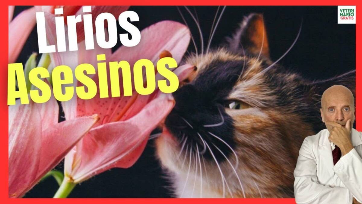 LIRIOS UNA DE LAS PLANTAS MÁS TÓXICAS VENENOSAS Y MORTALES PARA GATOS