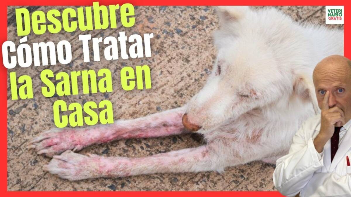 DESCUBRE CÓMO TRATAR LA SARNA DEL PERRO EN CASA