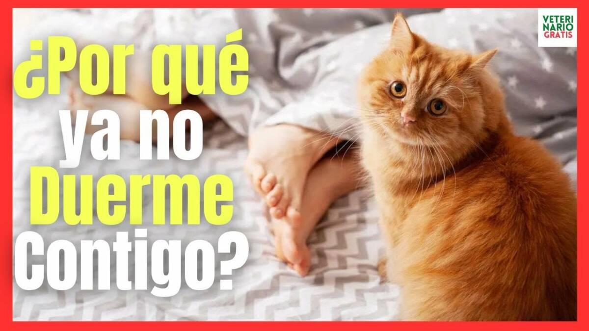 ¿PORQUE MI GATO YA NO DUERME CONMIGO?