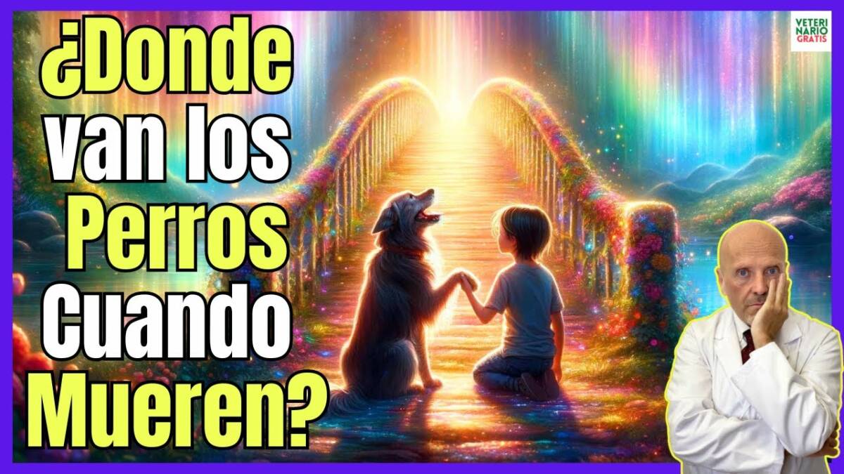 ¿DONDE VAN LOS PERROS CUANDO MUEREN? LA LEYENDA DEL PUENTE DEL ARCOIRIS