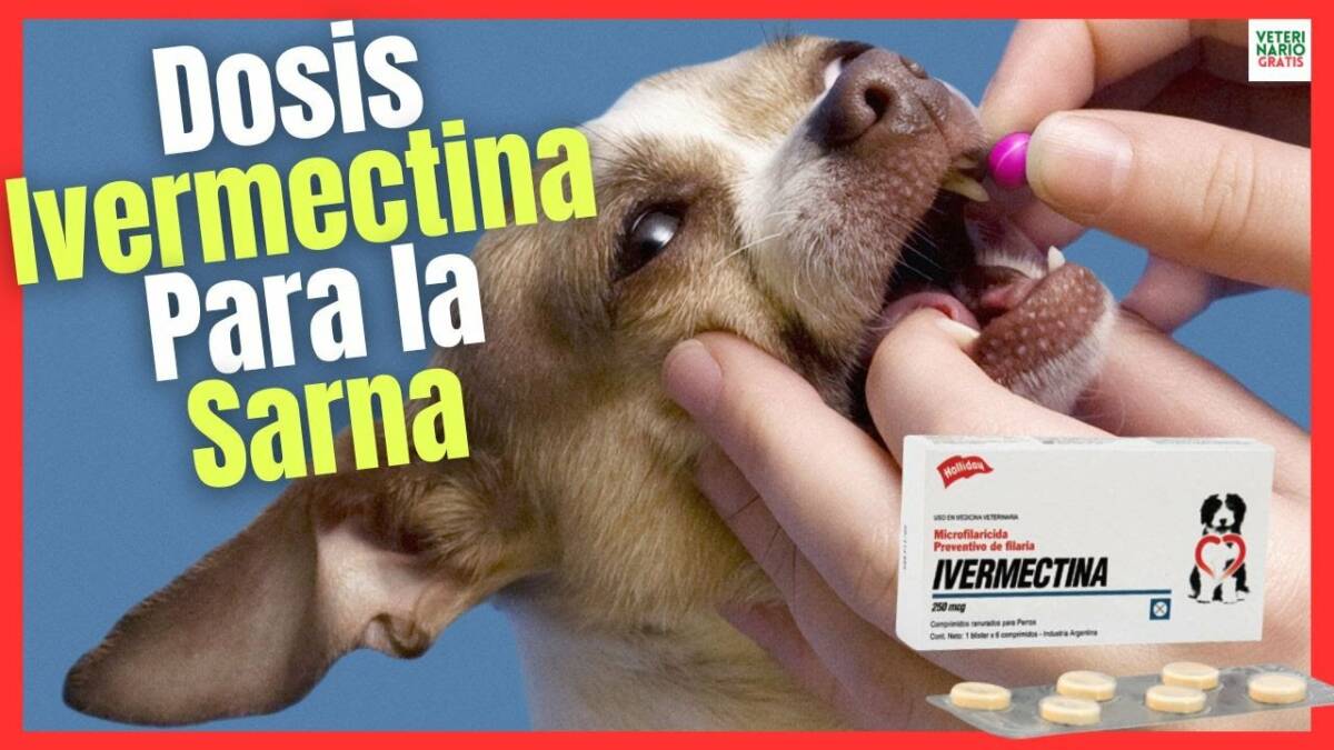 DOSIS DE IVERMECTINA PARA LA SARNA EN PERROS