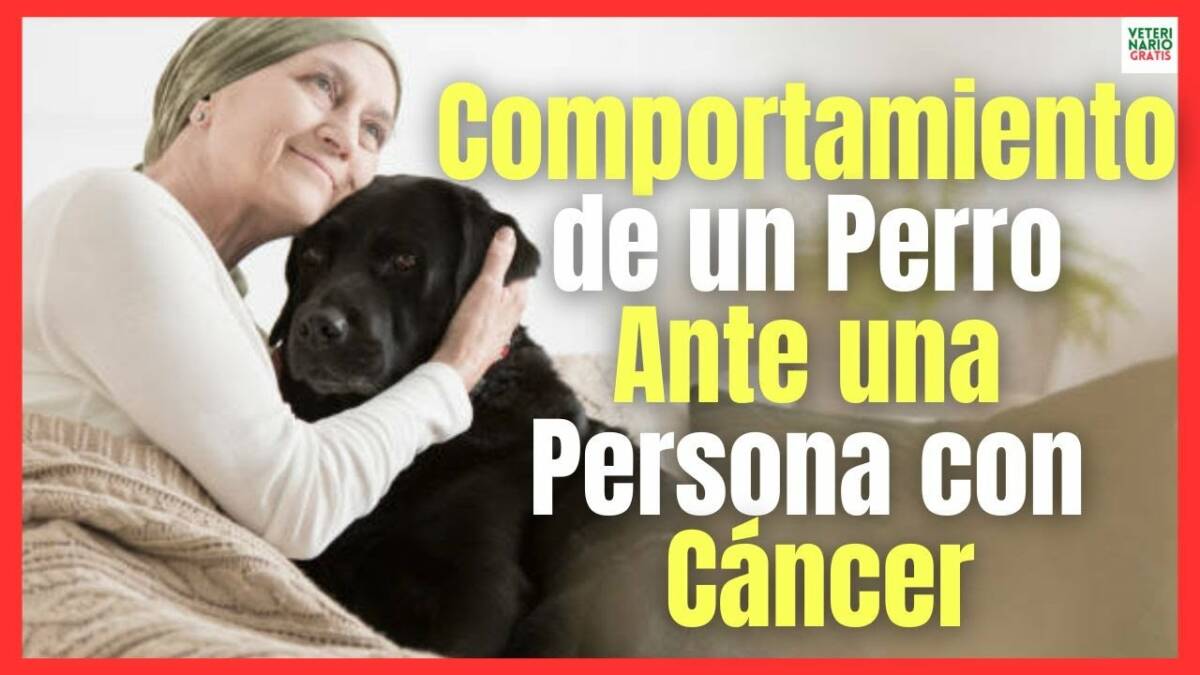 COMPORTAMIENTO DE UN PERRO ANTE UNA PERSONA CON CÁNCER