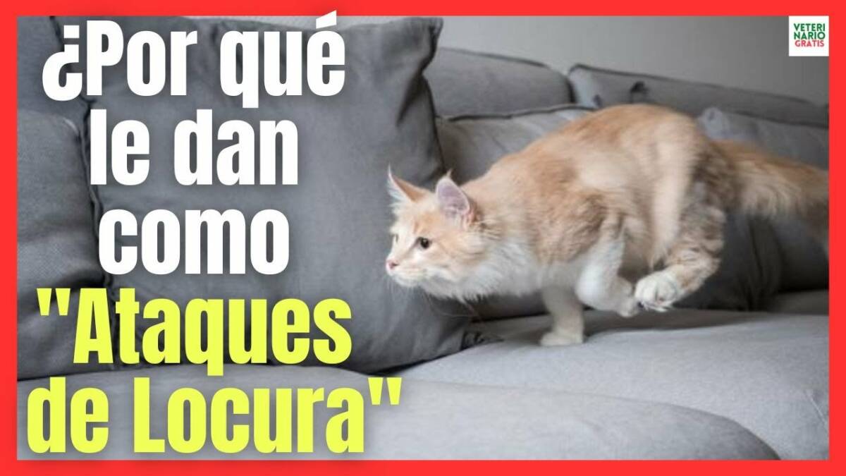 ¿POR QUE A MI GATO LE DAN ATAQUES DE LOCURA Y CORRE COMO LOCO POR TODA LA CASA?