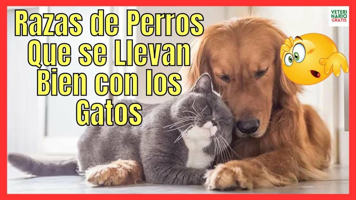 RAZAS DE PERROS QUE SE LLEVAN BIEN CON LOS GATOS