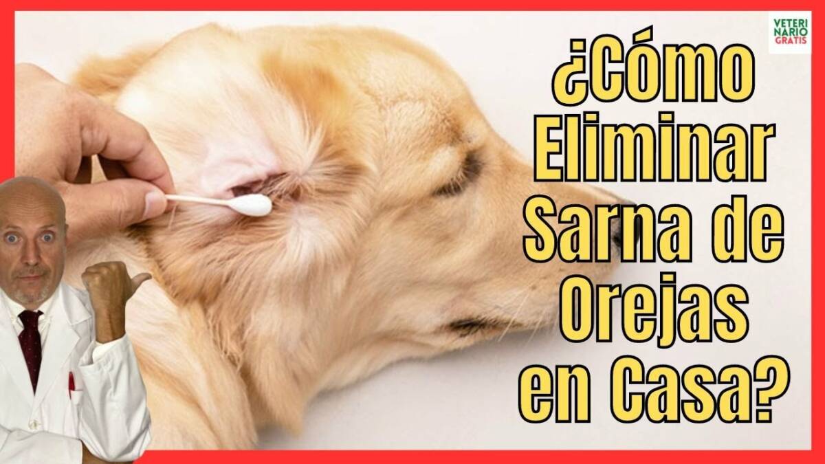 ¿CÓMO CURAR LOS ÁCAROS DE LA SARNA EN LAS OREJAS DE LOS PERROS CON TRATAMIENTO CASERO?