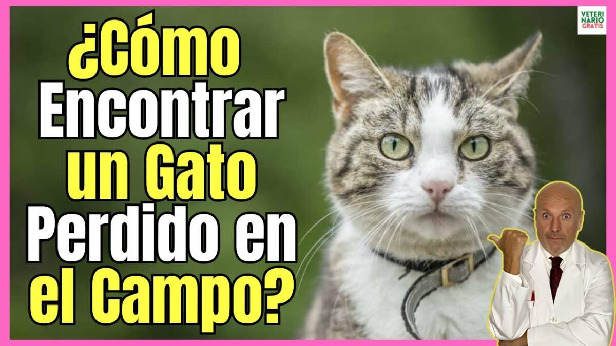 ¿CÓMO ENCONTRAR UN GATO PERDIDO EN EL CAMPO?